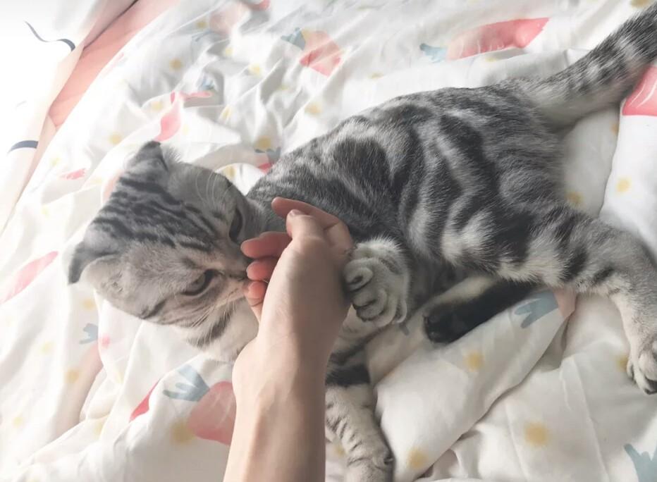 铲屎官悄悄撸猫，回家被发现以后，遭到小猫咪的毒打