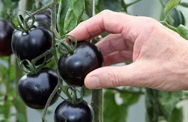 世上最奇葩的“变异”水果, 吃过3种, 允许我叫你一声“土豪”!