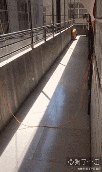 这只狗绝对当过物理课代表