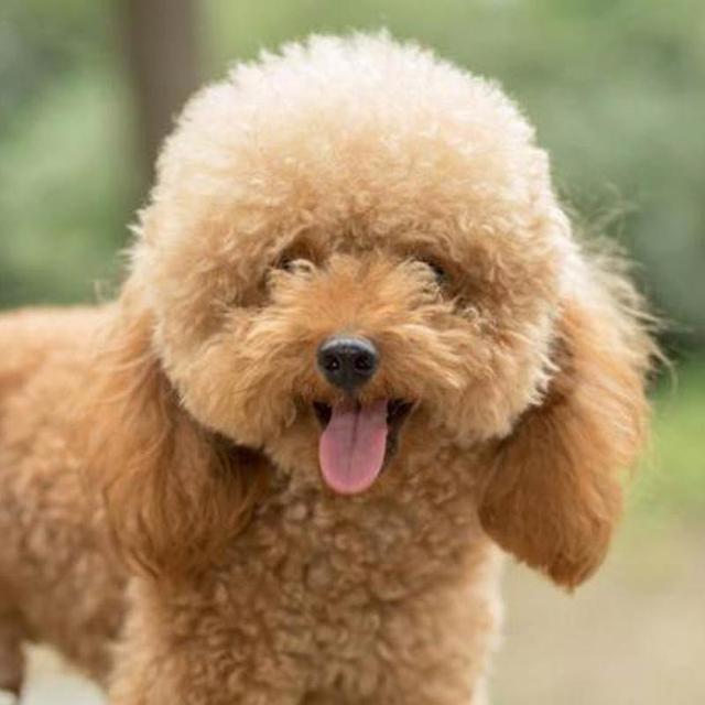 如果女生想养宠物狗的话, 我会建议养下列五种狗, 太乖巧听话了