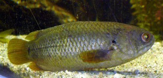 这只龟壳攀鲈总是跳出水面, 还能不能认真点当条鱼了