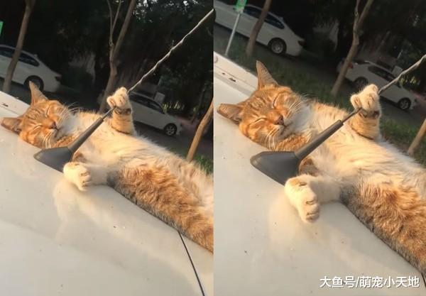橘猫车顶睡觉手手紧抓天线, 网友看到最后笑翻: 原来那是安全感