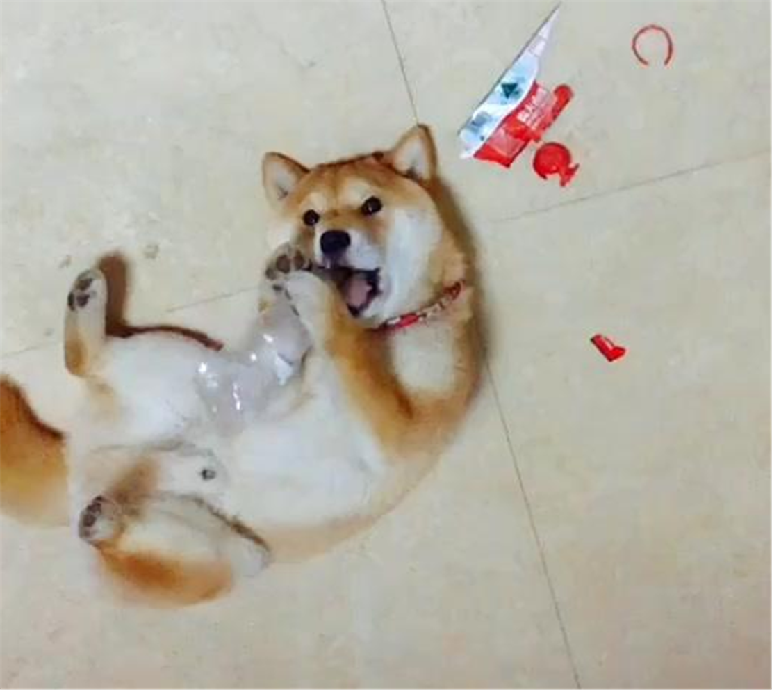 柴犬被地插电嘴, 主人假装手也被电, 狗子的举动暖心了……