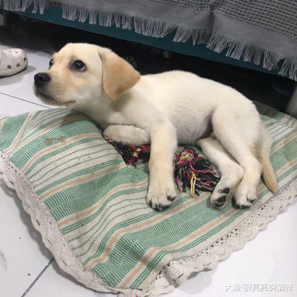 网友被拉布拉多的叫声吵醒，它闹着要主人抱，狗：做噩梦了