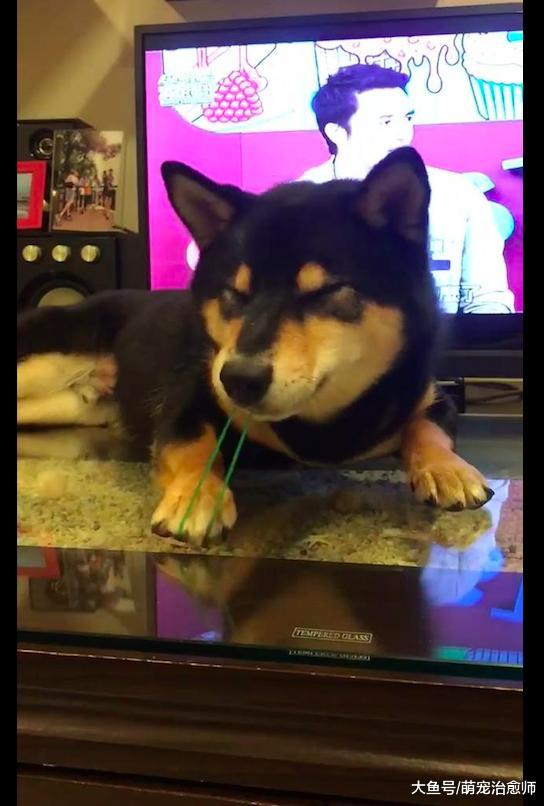 柴犬用牙齿咬住皮筋，然后用爪子按住又松开弹自己，有自虐倾向吗