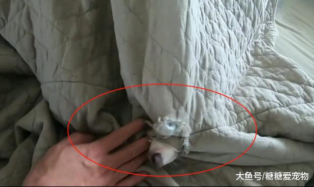 主人叫狐狸起床，结果狐狸气得暴跳如雷，狐狸：你吵吵个啥？