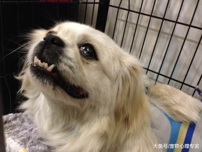 辟謠！狗狗流眼淚是因為傷心？殊不知可能是眼部疾病的發生