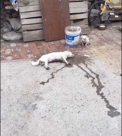 狗妈妈尸体渐渐变凉，小狗手足无措，最后一幕让人心寒