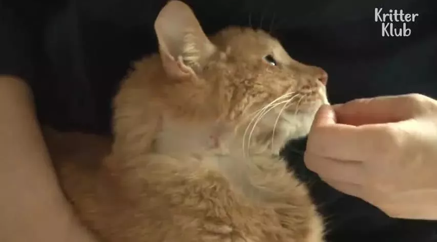 因为爱，这只橘猫爆瘦成一道闪电