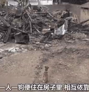 大火后流浪狗绝食等待主人出院, 主人出院后感动千万网友