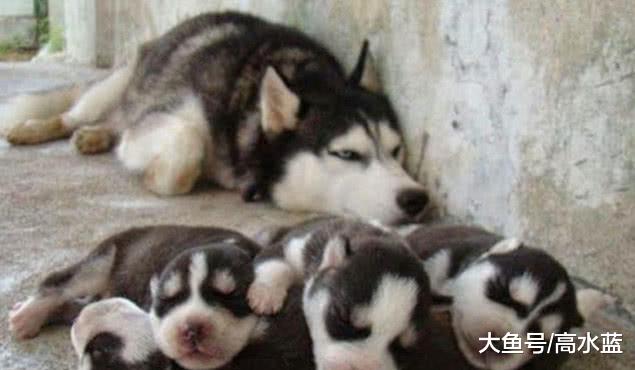 哈士奇咬伤自己的孩子，主人吓得赶紧送医，得知真相吓出一身汗