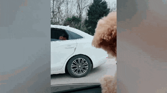 主人高速路上堵车, 两只泰迪隔着车窗吵架, 狗: 有本事你下来……