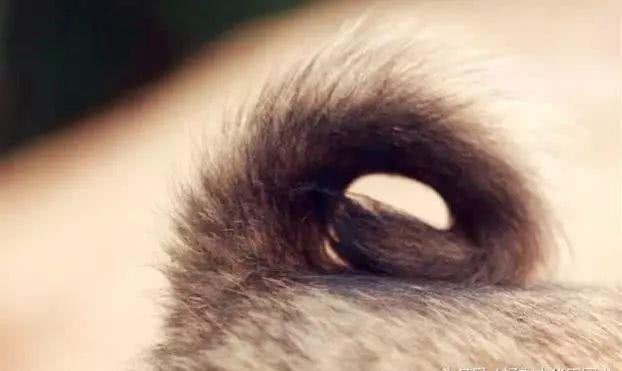 我国的纯种土狗还剩多少？外来品种入侵中华田园犬还有纯种的么？