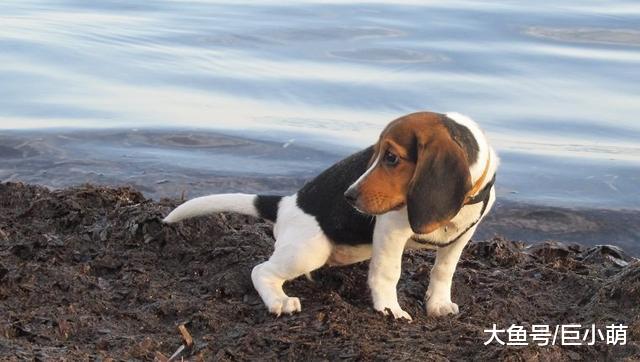 狗狗天天拉尿，你有注意这些细节吗，可能是膀胱结石