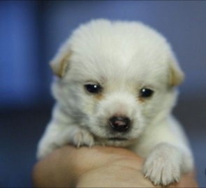 孕妇怀孕了家里就不能养狗，会感染弓形虫等寄生虫病，是真的吗？