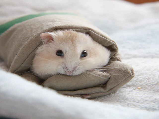 仓鼠被困纸箱，竭力咬洞求自由，哪知最后败给了自己的身材