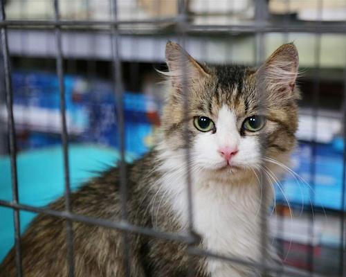 貓和狗真的可以在幾千里外，從未去過的地方，找到回家的路么？