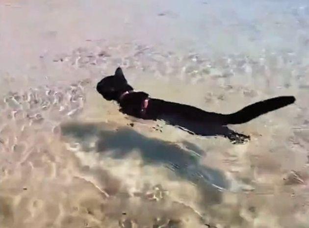 见过狗刨式, 你见过猫刨式吗? 黑猫跟随主人趟水过河, 网友笑哭了