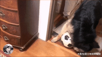 德牧想用足球换玩偶，结果换不成还生气了，谁还不是宝宝呢