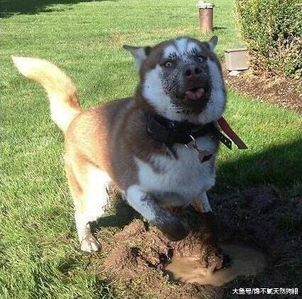 这5种狗狗，宠物店最怕接到，帮它洗澡如同战场