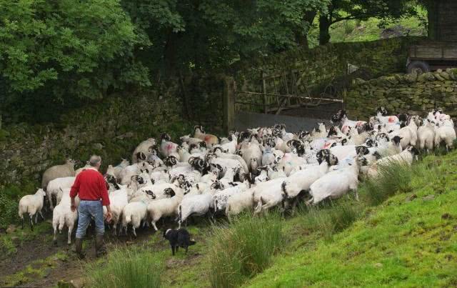 牧羊犬咬住老羊脖子，拖到主人面前，得知原因后主人哈哈大笑
