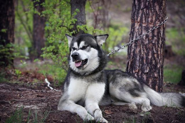 禁養烈性犬可以避免傷人？危險犬法案真的有效嗎？看看數據怎么說