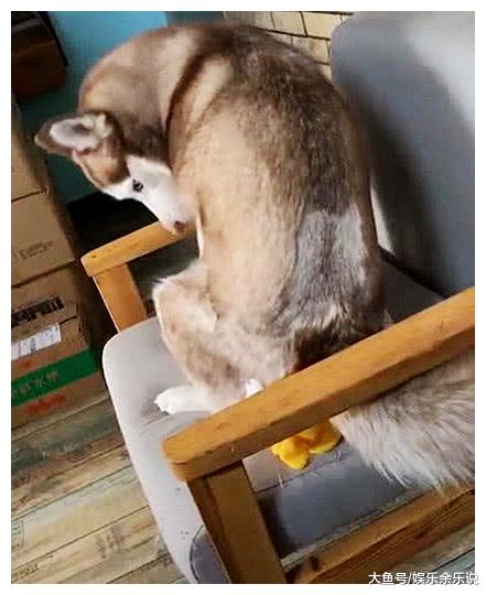 猫咪在客厅一声惨叫，本以为是摔倒了，走出来一看，傻狗快起来