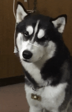 家里吃大餐，二哈蹲在飯桌前蠢蠢欲動，主人的舉動亮了……