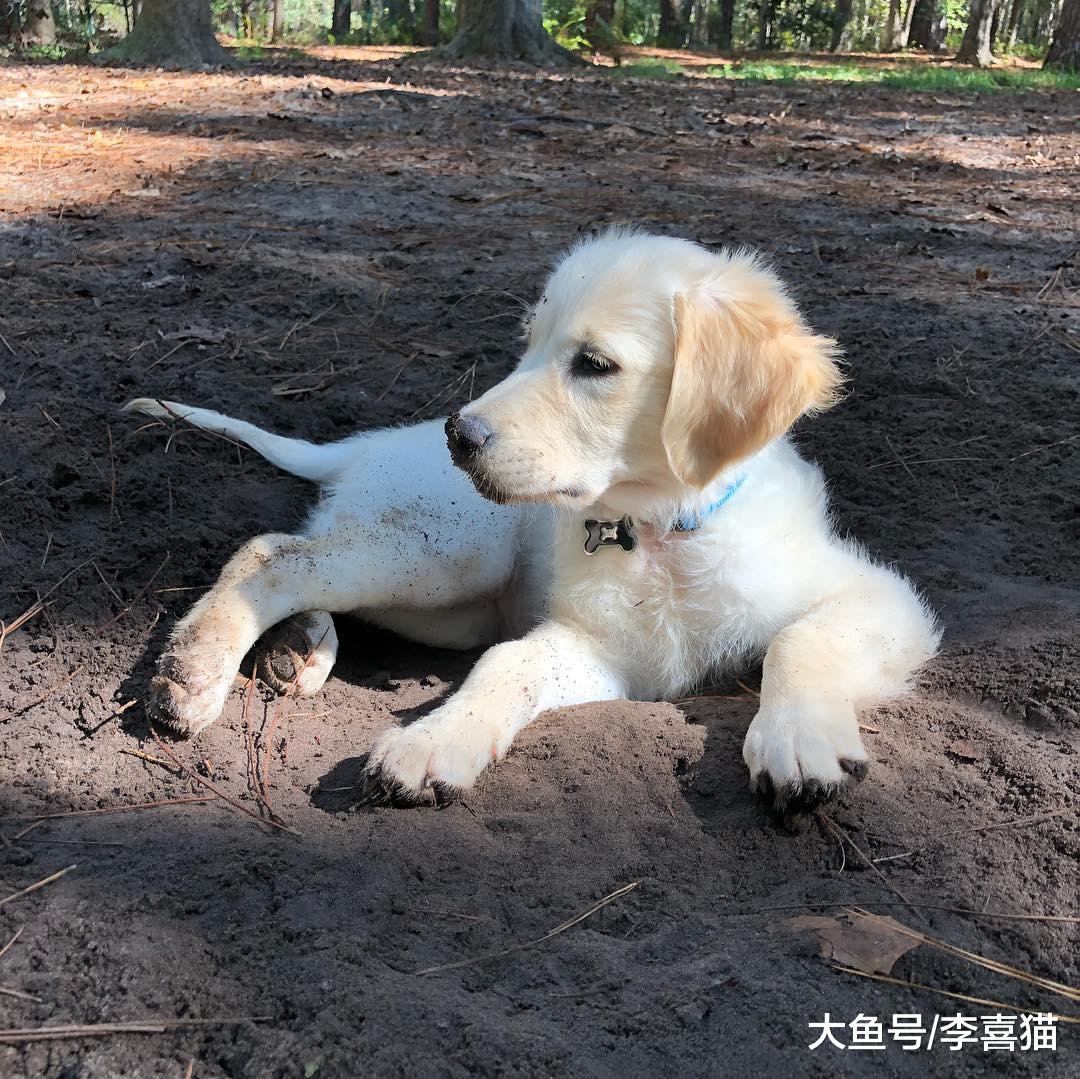 狗狗喜欢挖坑刨土不只是想埋食物，这个行为的出现一共有五个原因