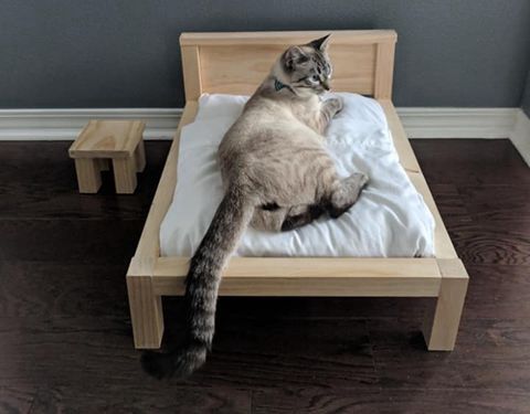 猫咪跟主人要一张小床自己睡，原因是主人放屁太臭了！