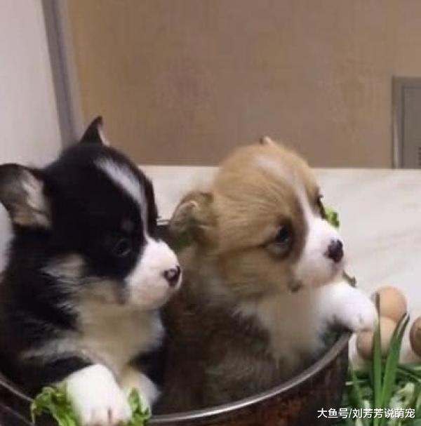 主人将两只小狗放进锅里，假装配料炖煮，小狗的反应把人萌出血
