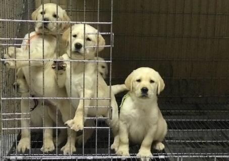 秋季饲养拉布拉多犬必知的常识性知识