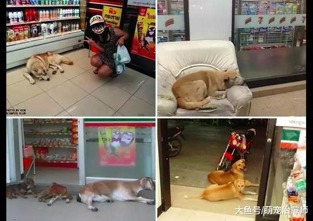 泰国为流浪狗设计了一款背心, 让它们成为巡逻警, 保卫社区安全!