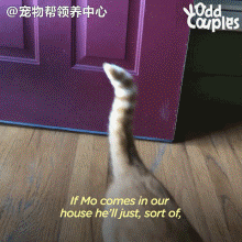 大橘猫每天拦路打劫古牧，抢人家粮，还夺人家床，霸道的很啊！