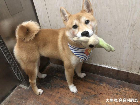 网友家柴犬玩够了就睡，醒了第一件事是照镜子，很注重形象