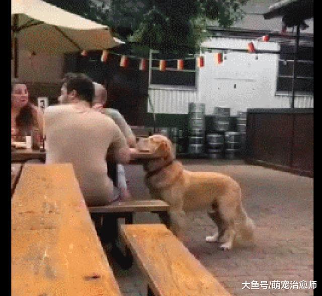 網友一家在吃飯，金毛把自己的頭擱在了桌子上：我就是隨便看看！