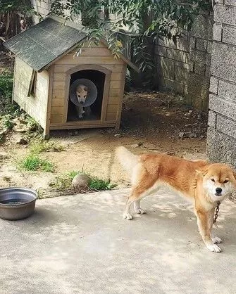 柴柴收留流浪狗，并将自己的食物和窝窝主动让出