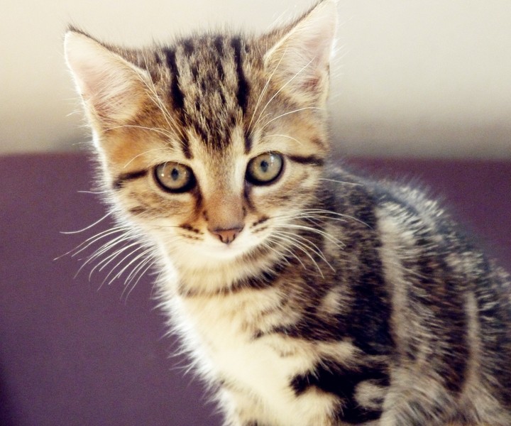 当猫咪有这6个变化，意味着它即将老去了，宠主不要忽略它了！