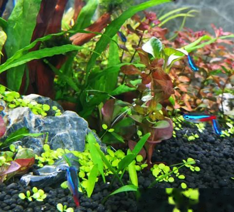 在您购买的观赏鱼入缸之前，5条建议供您参考，把钱花对才是本事