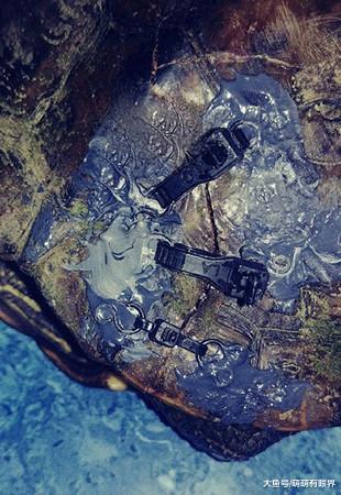 不忍乌龟裂壳而死，鬼才兽医求女士捐赠旧内衣修补龟壳，得网友狂赞！