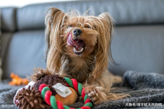 你肯让狗狗进“卧室”睡觉吗？了解完这6点，你就心中有数了