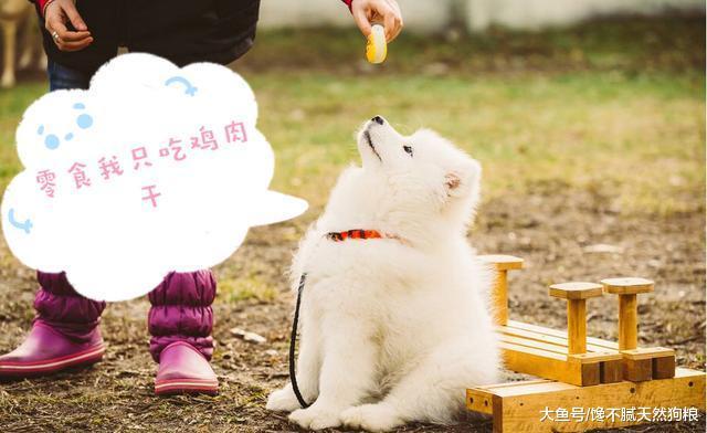 初次养狗的人, 到底是养公的好还是母的好?