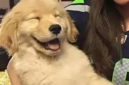 金毛帮主人取快递，路上竟偶遇同行，两只汪的表情令人捧腹不已