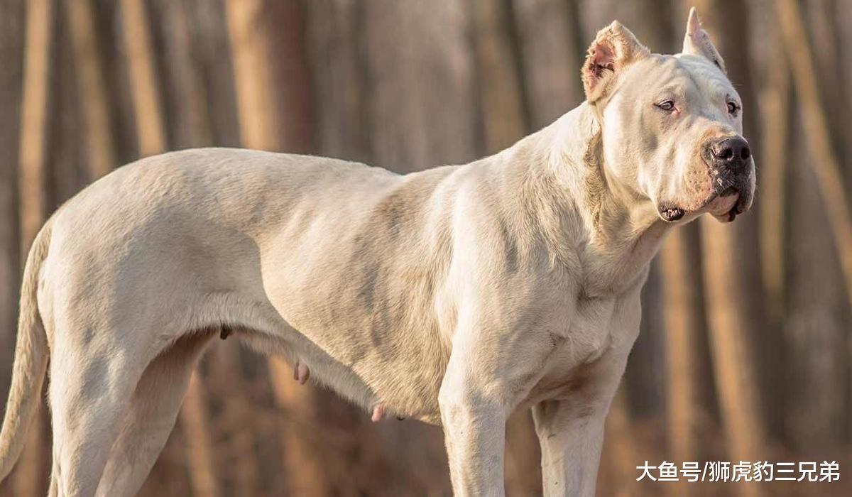 7种实力不在狼之下的猛犬，藏獒排第四，第一位能驱逐熊豹
