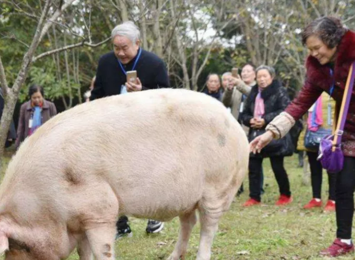 汶川地震被埋了36天的“猪坚强”，11年过去了，如今却变成了这样