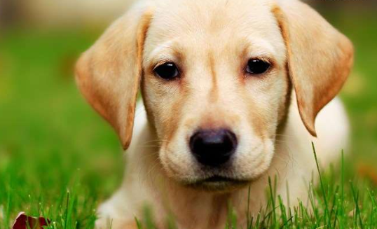 为了哄小主人睡觉，拉布拉多想尽奇招，这个保姆服务满分啊