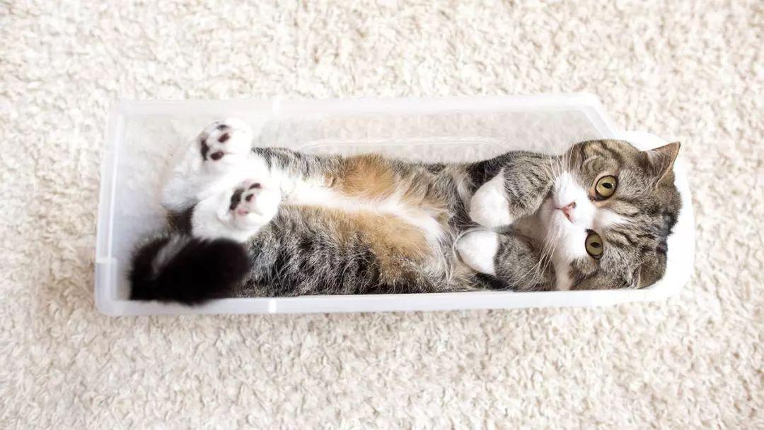 看了吉尼斯猫咪纪录大全, 你家猫也想发起挑战!
