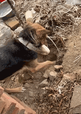 狗叼着馒头在地上刨坑, 主人在一旁看着发愣, 网友: 狗在藏食