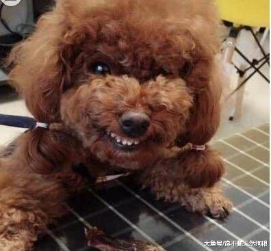 泰迪犬背叛你的5個信號，一旦出現，可能連主人都咬！