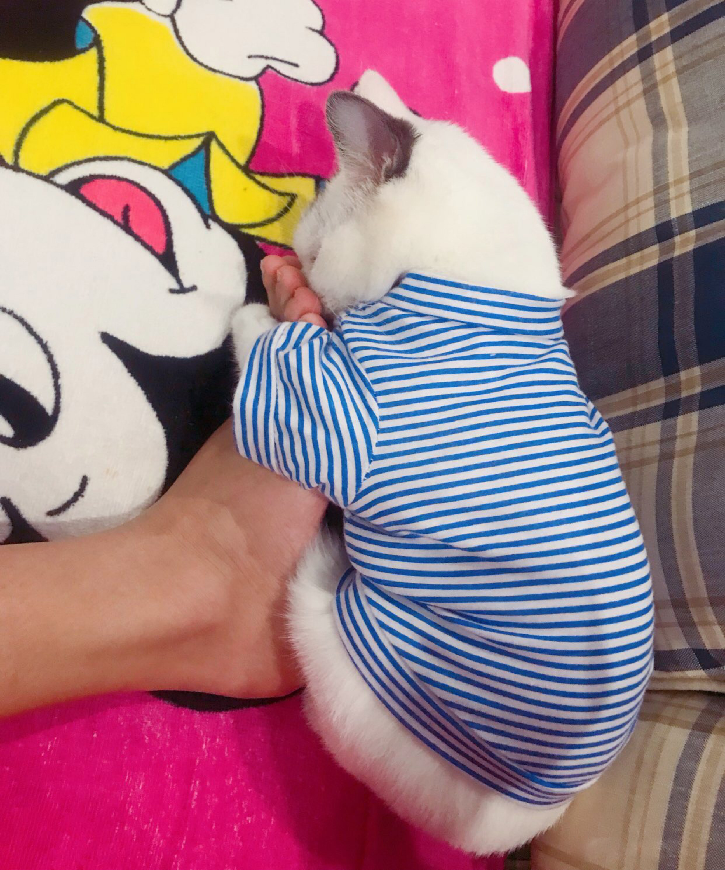 自从养了猫，不是被气哭就是气笑了！经常干这种事笑疯了……